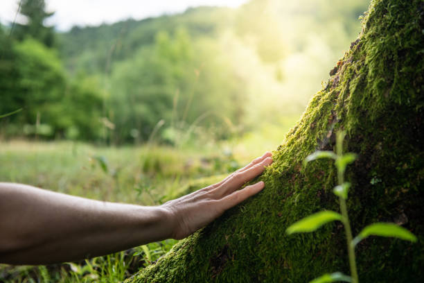 Best Commercial Tree Removal  in Crosby, ND