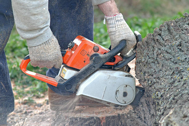 Best Tree Disease Treatment  in Crosby, ND